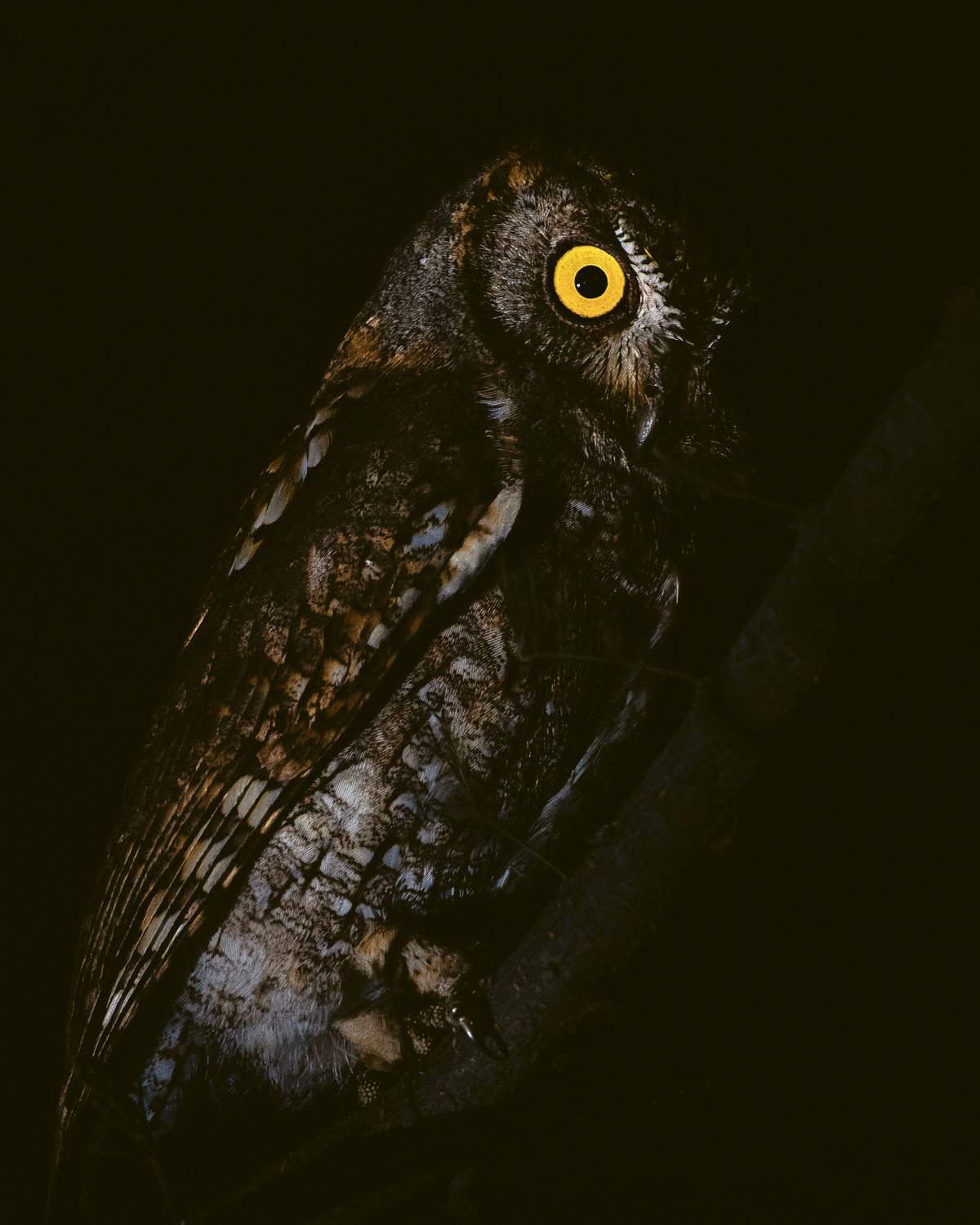 oriental scops owl